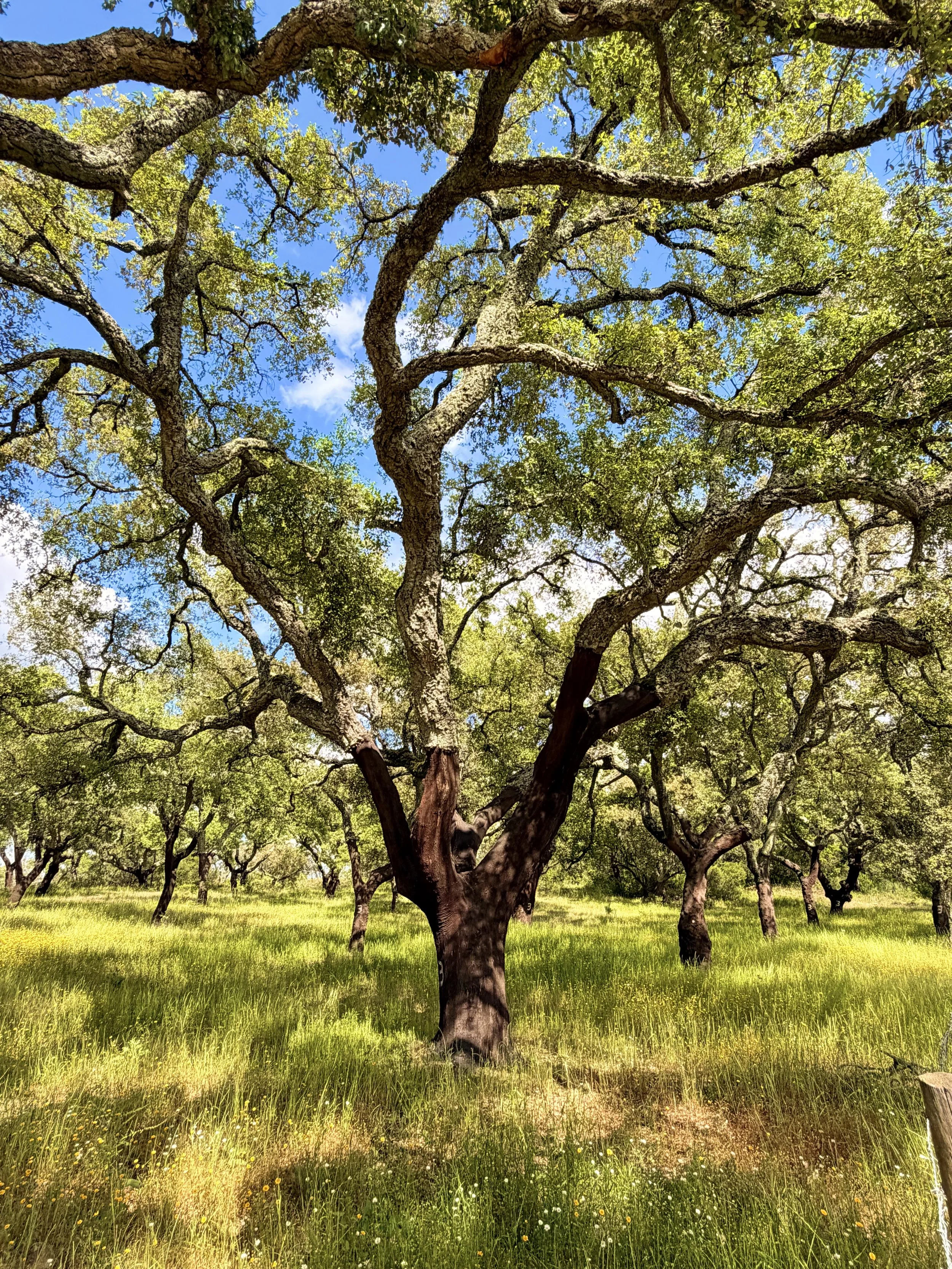 Cork oak