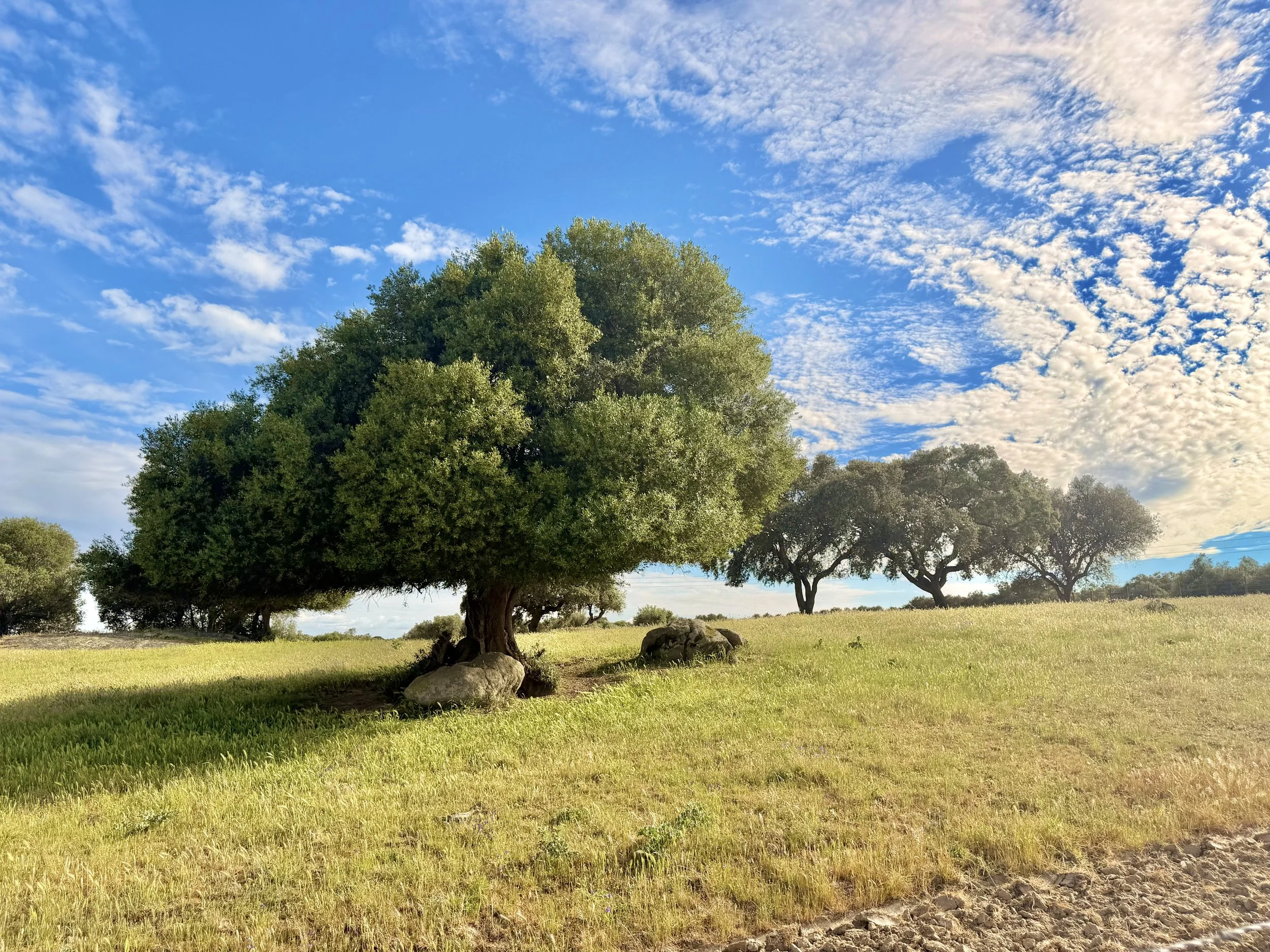 Great solitary cork oak standing in the Alentejo field with dramatic sky.