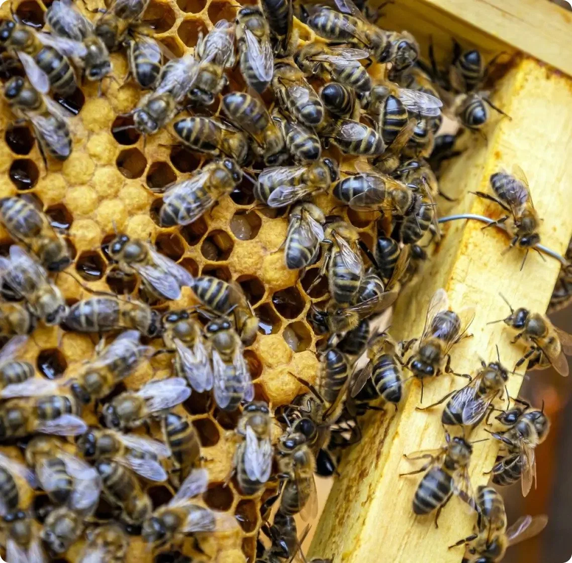 Russell Pest Control technician on a bee removal call