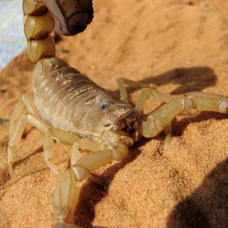 scorpion glowing blue-green under ultraviolet flashlight