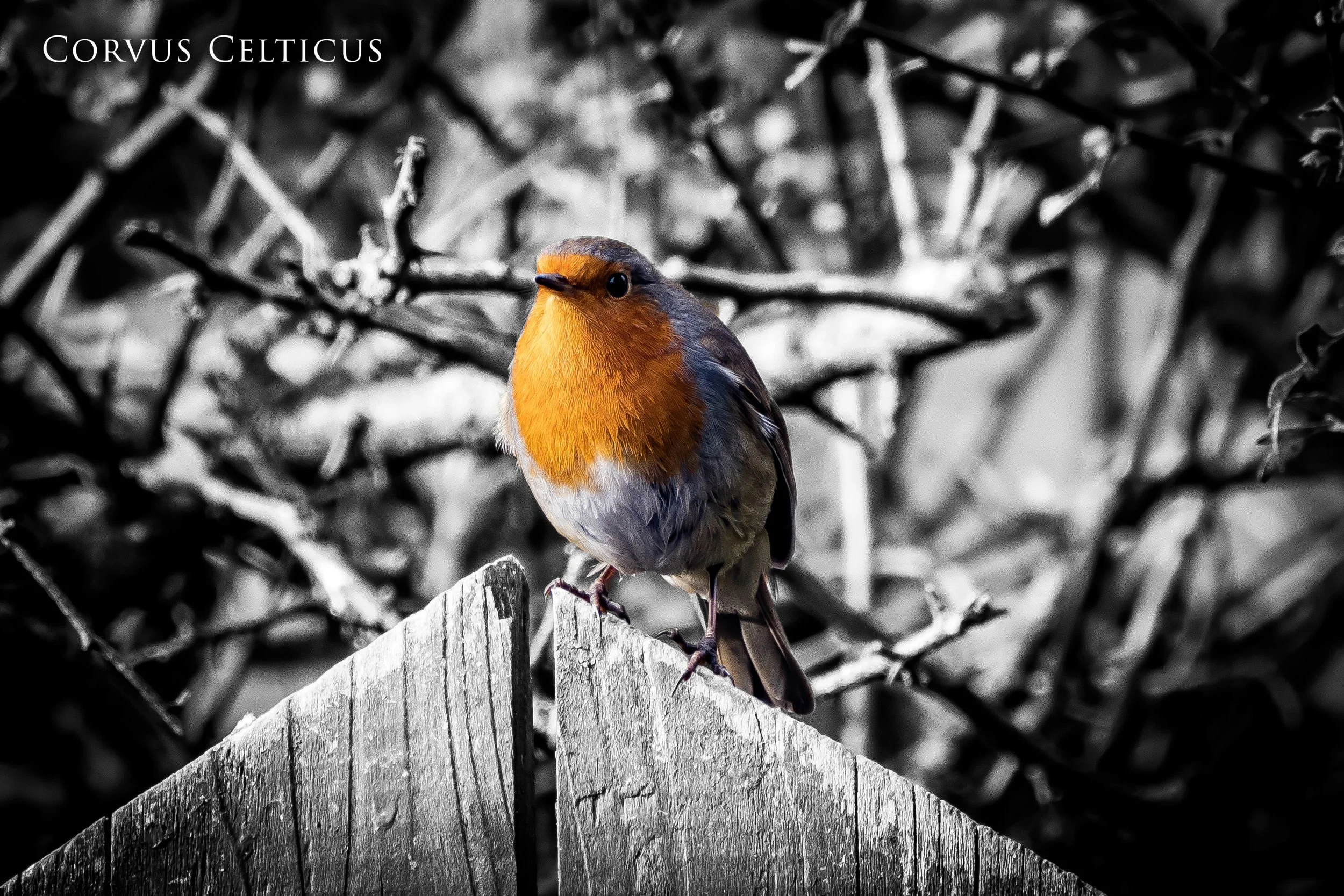 Bold robin perched on a fence