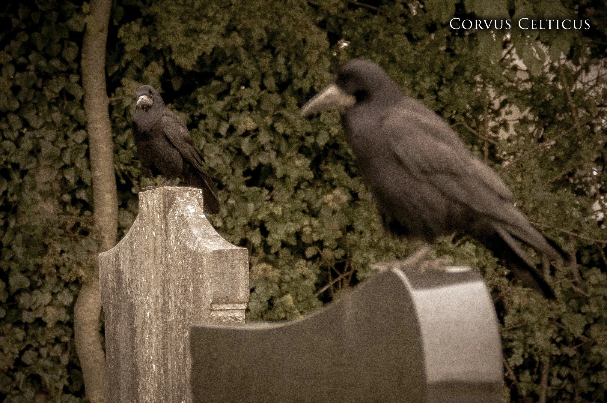 Two rooks perched on gravestones, one looking towards the other