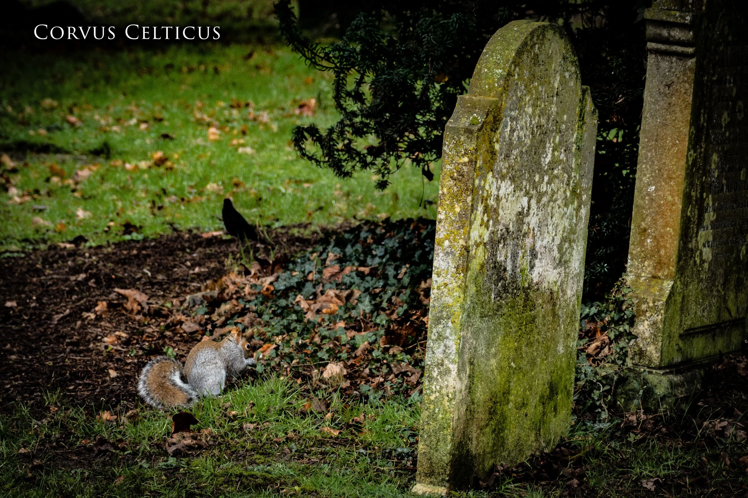Squirrel eating among old gravestones