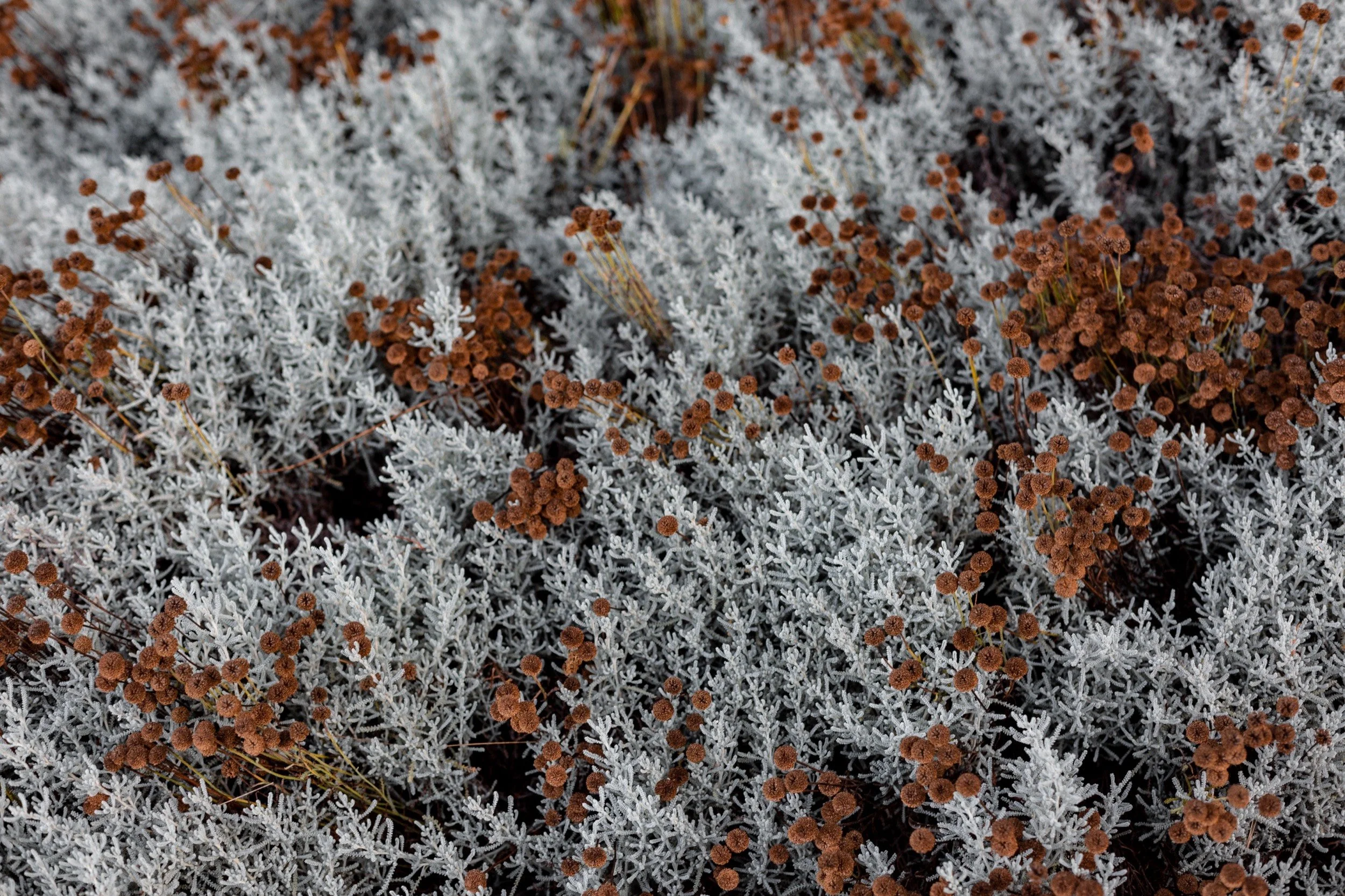 Silvery winter foliage scattered with rust-red blossoms