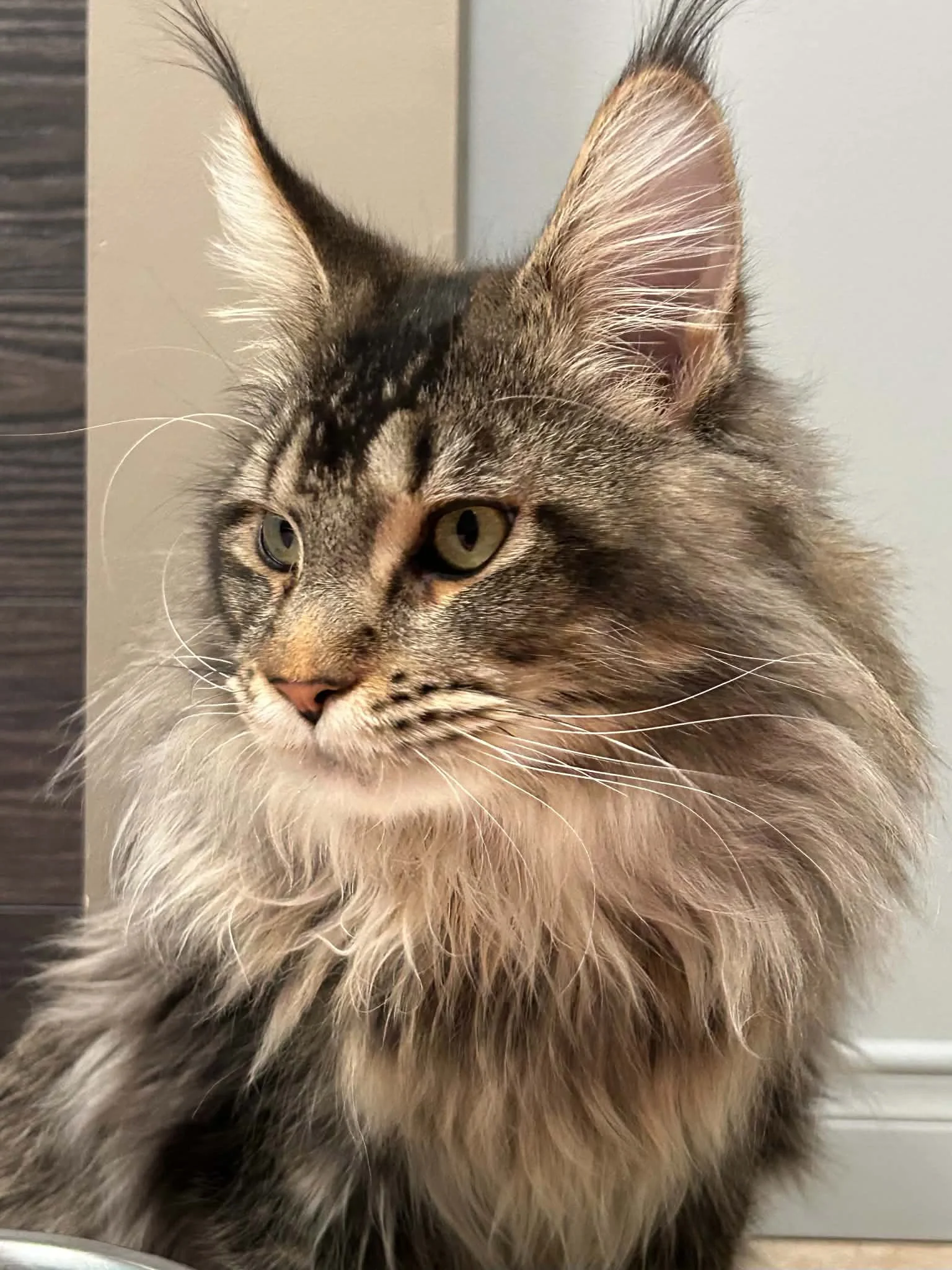 chat, couleur brown ticked tabby, yeux couleur jaune