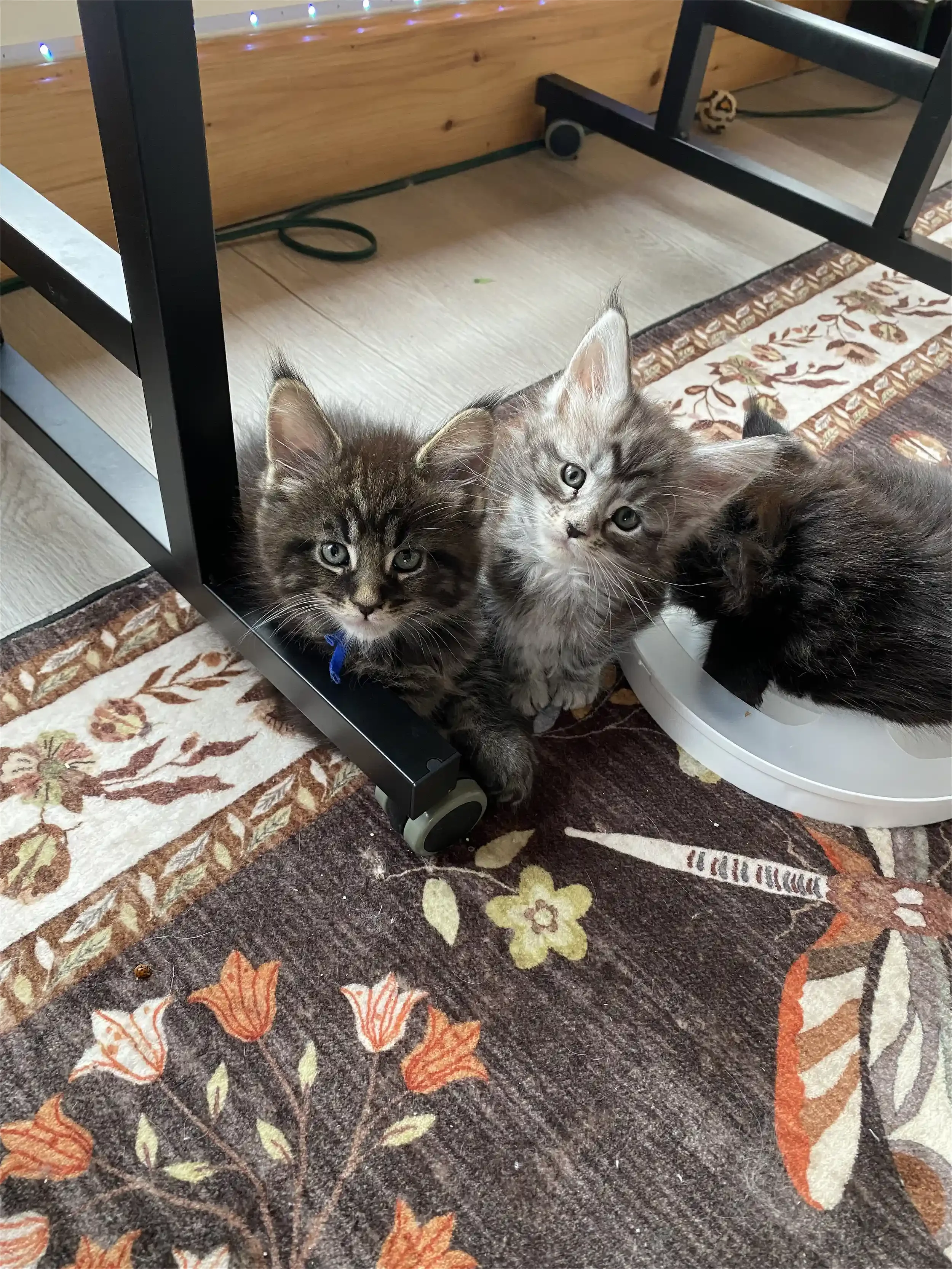3 chats, couleurs variées, blanc, gris et noir, yeux couleur jaune