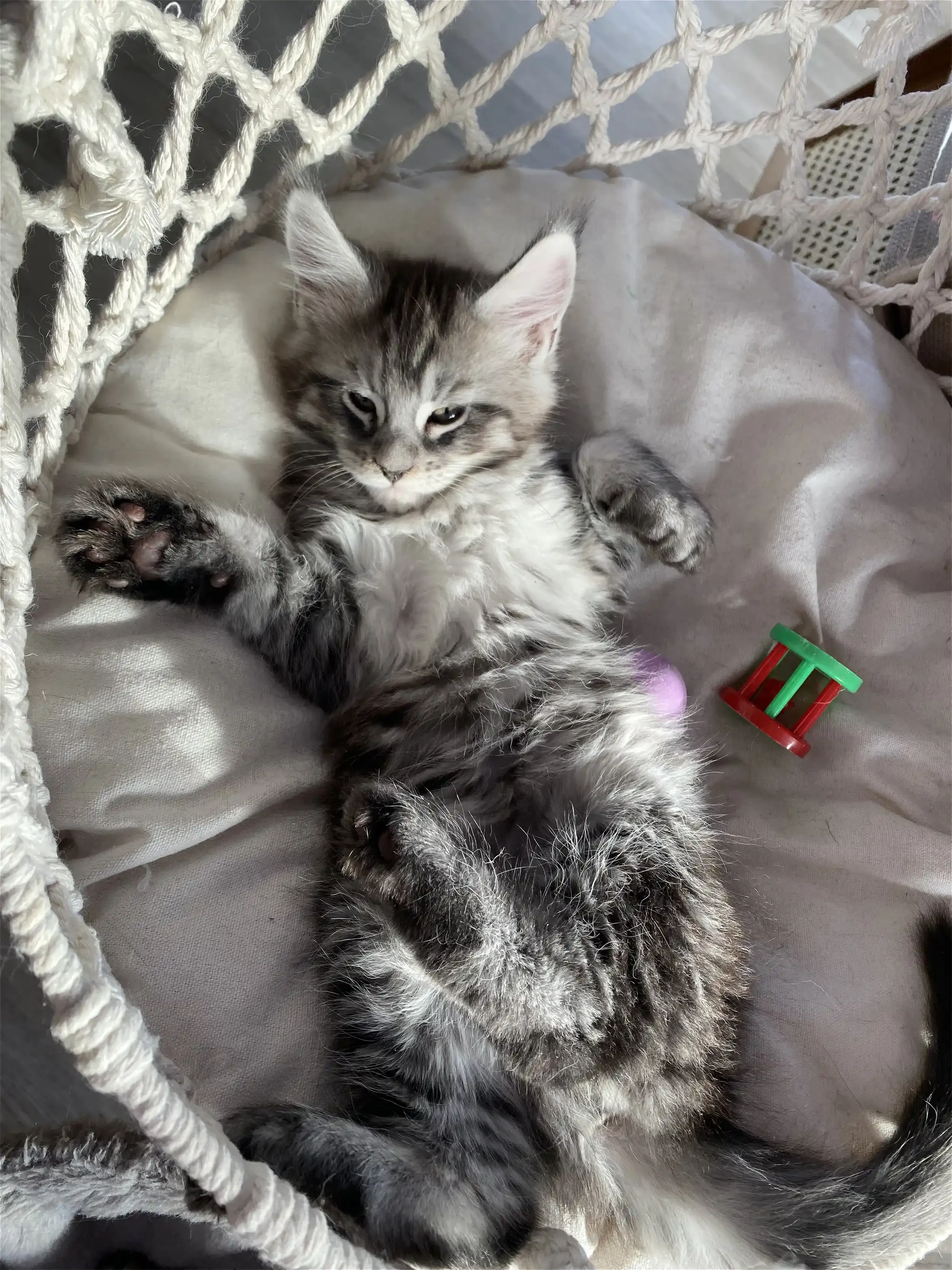 chat, couleur gris et noir, yeux couleur jaune