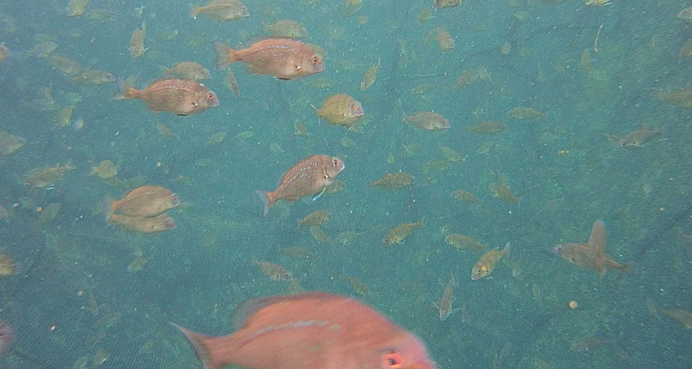 Aquaculture monitoring equipment installed at an operating site