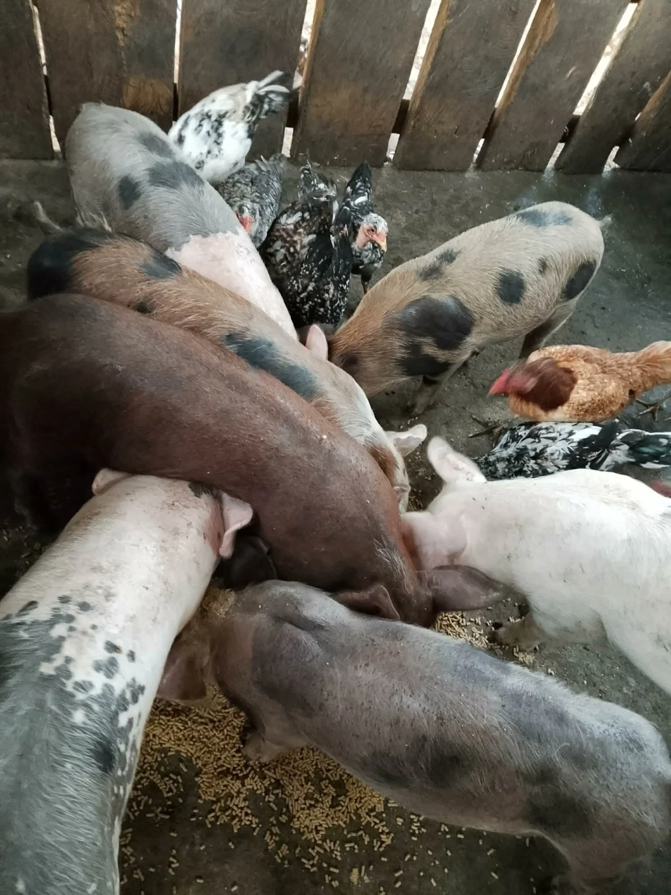 The family's pigs and chickens today