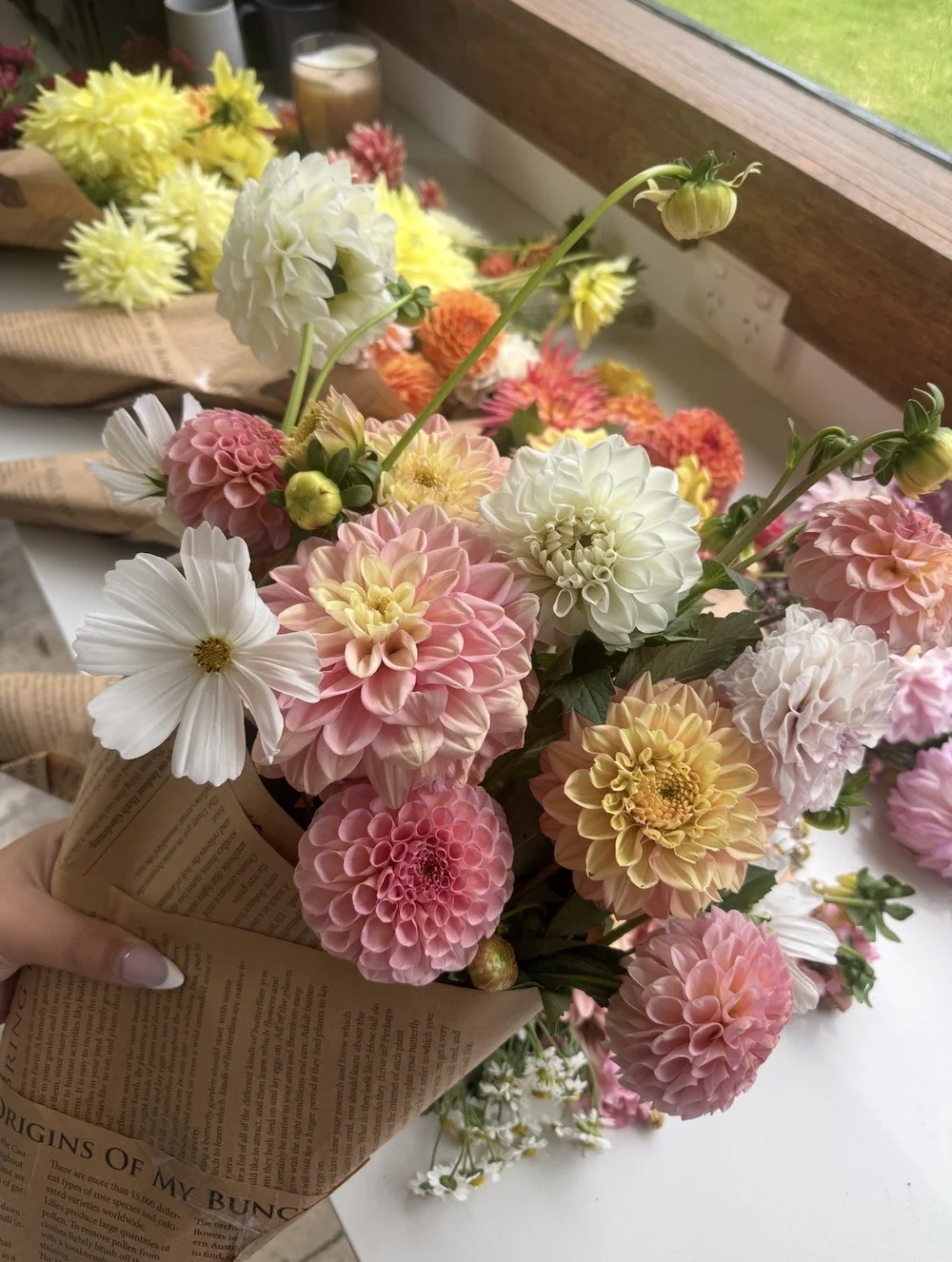 Dahlia seeds and flowers