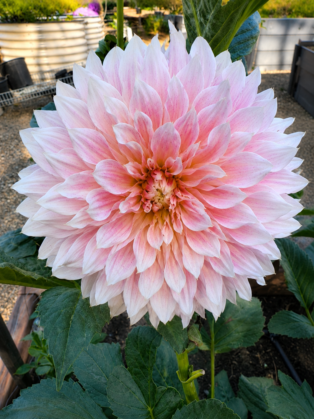 Unnamed dahlia seedling