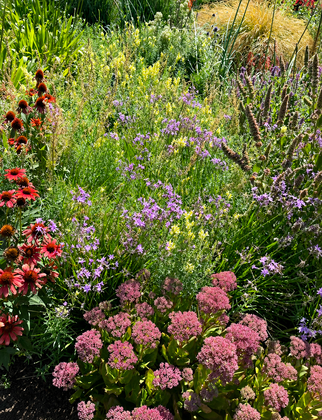 Flowering garden with seasonal blooms