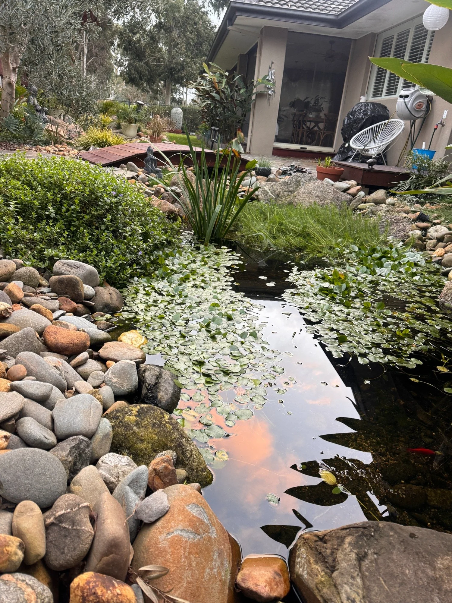 Rock-edged garden pond with aquatic plants and a timber bridge