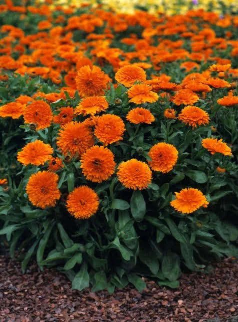 Pot Marigold