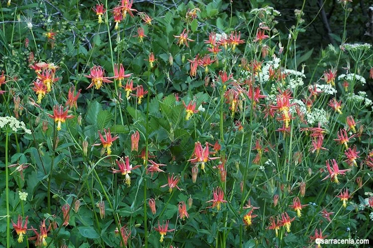 Western Columbine