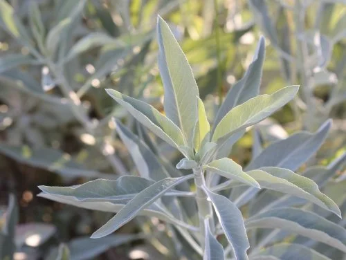 Sage