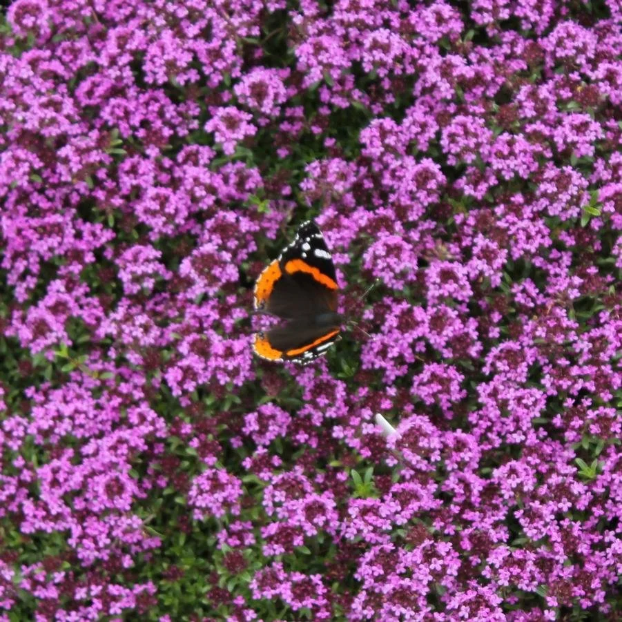 Creeping Thyme