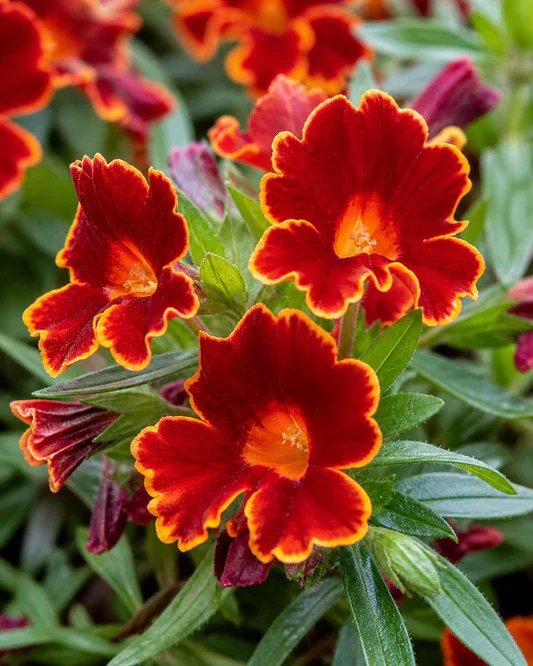 Other Monkeyflowers