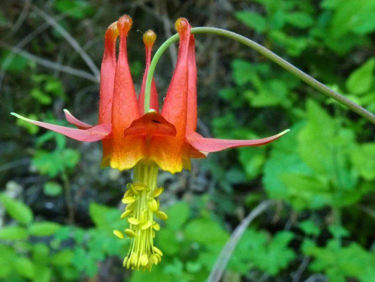 Western Columbine