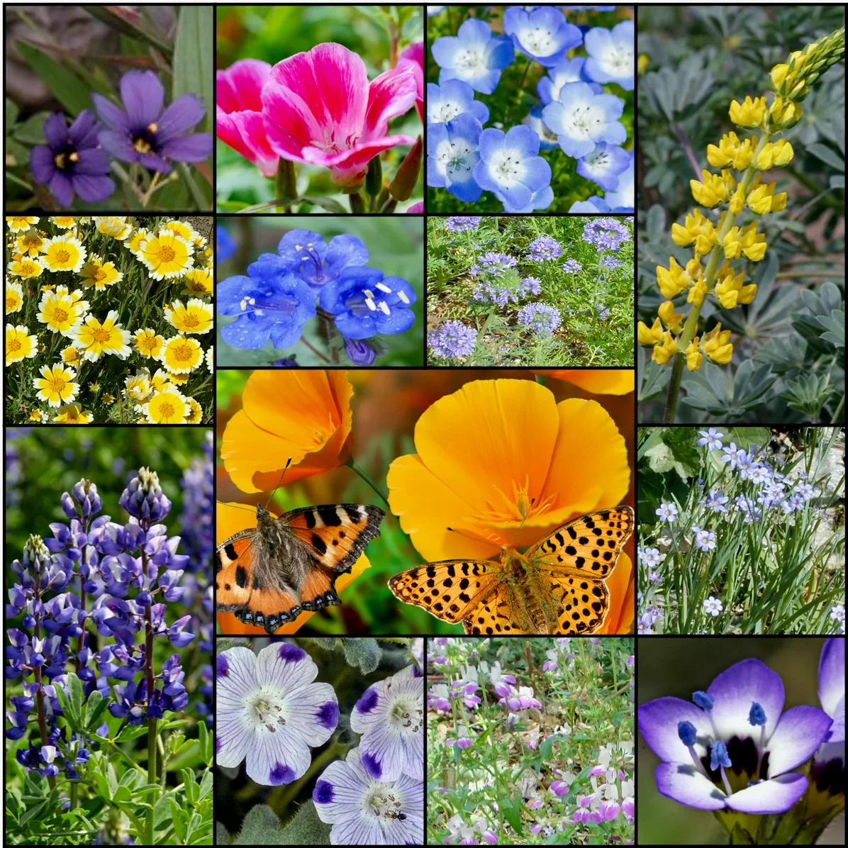 Flowering Annual Mix