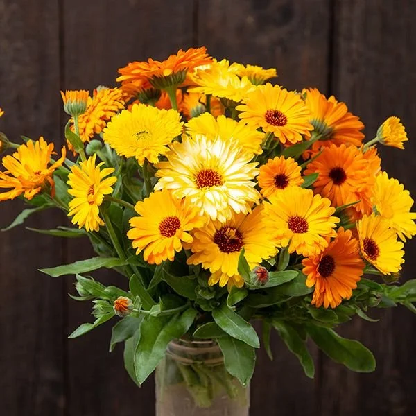 Pot Marigold