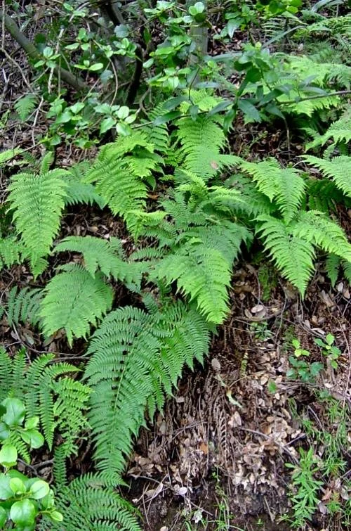 Coastal Wood Fern