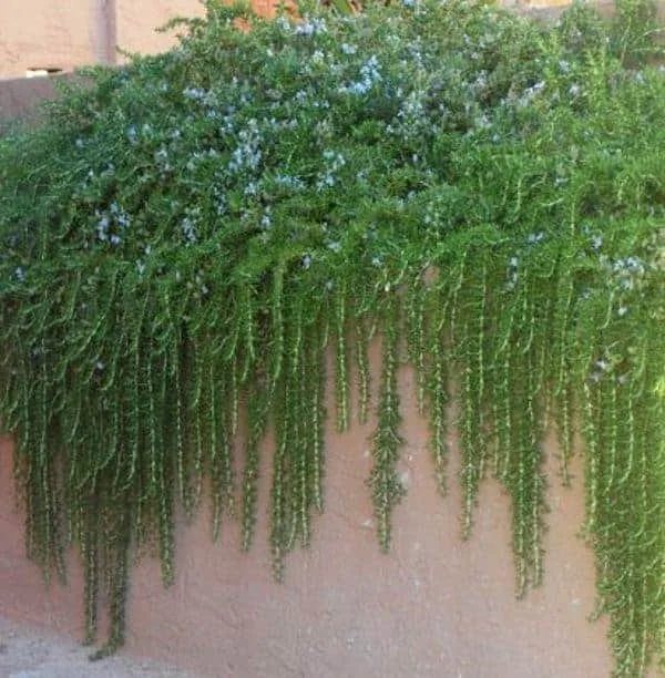 Draping Rosemary