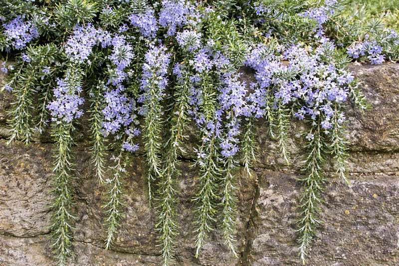 Draping Rosemary