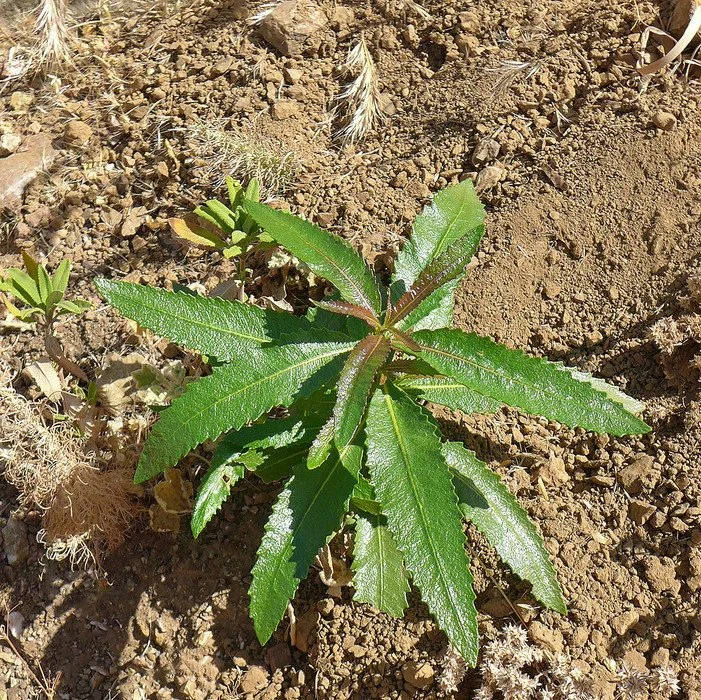 Yerba Santa