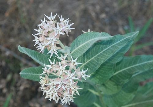 Showy Milkweed