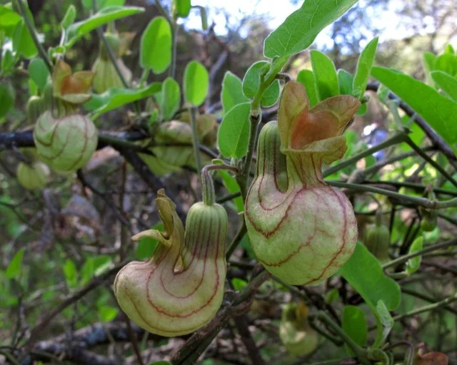 California Pipevine (Dutchman's Pipe)
