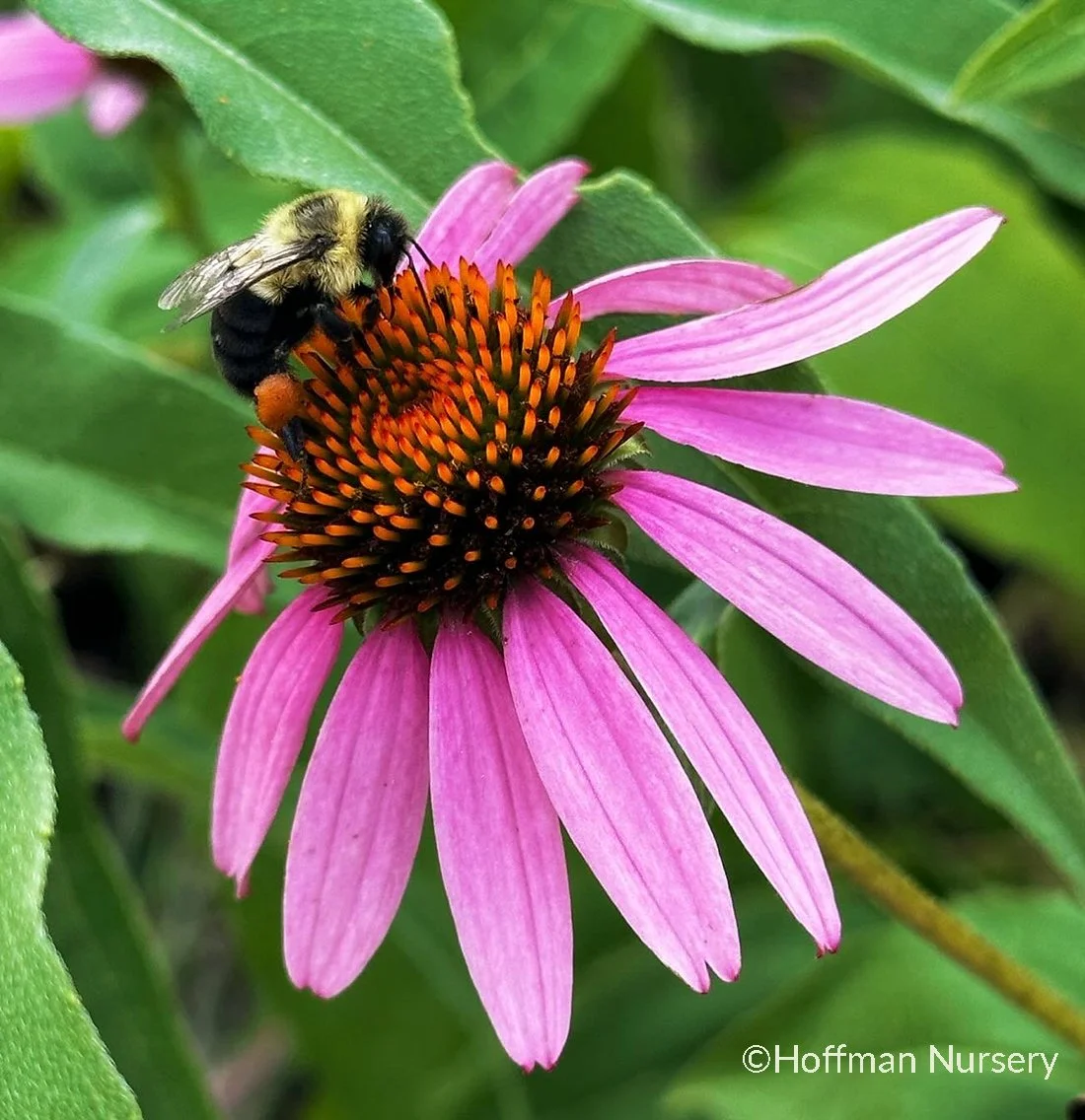 Coneflowers