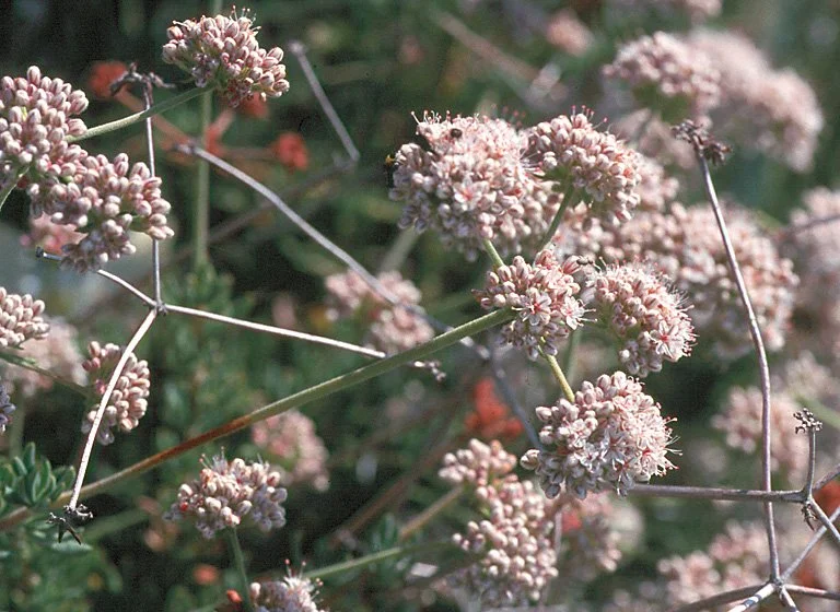 California Buckwheat
