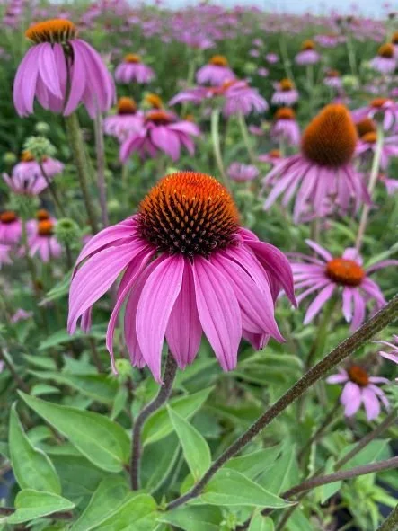 Coneflowers