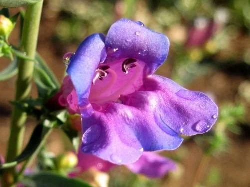 Foothill Penstemon