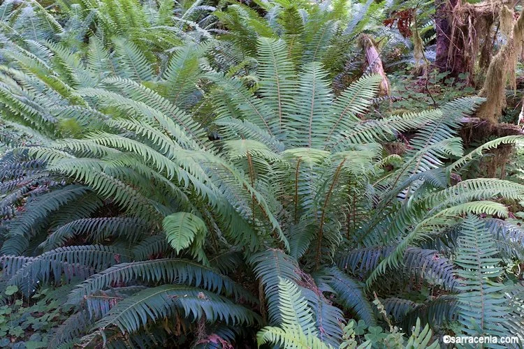 Western Sword Fern