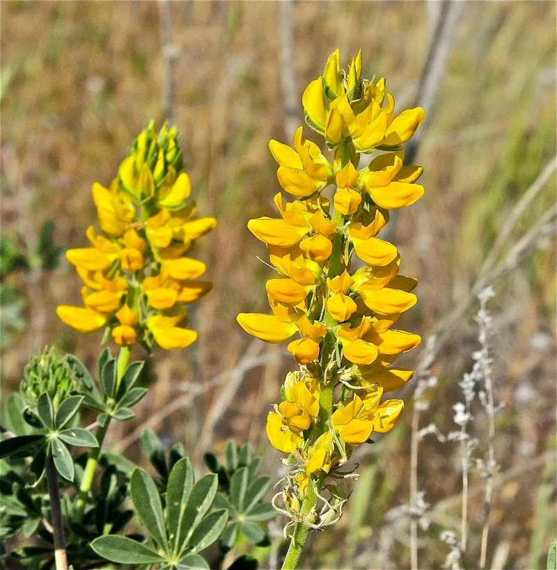 Lupin