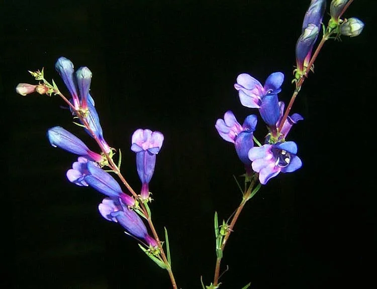Foothill Penstemon