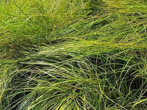 Clustered Field Sedge