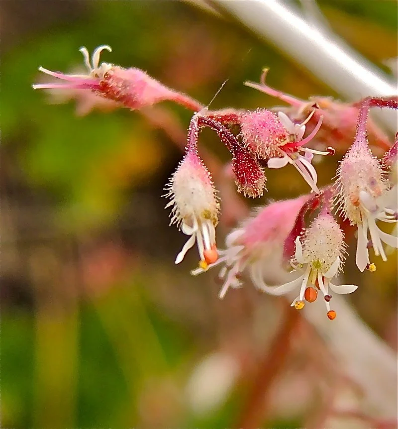Coral Bells