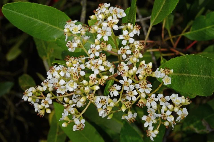 Toyon