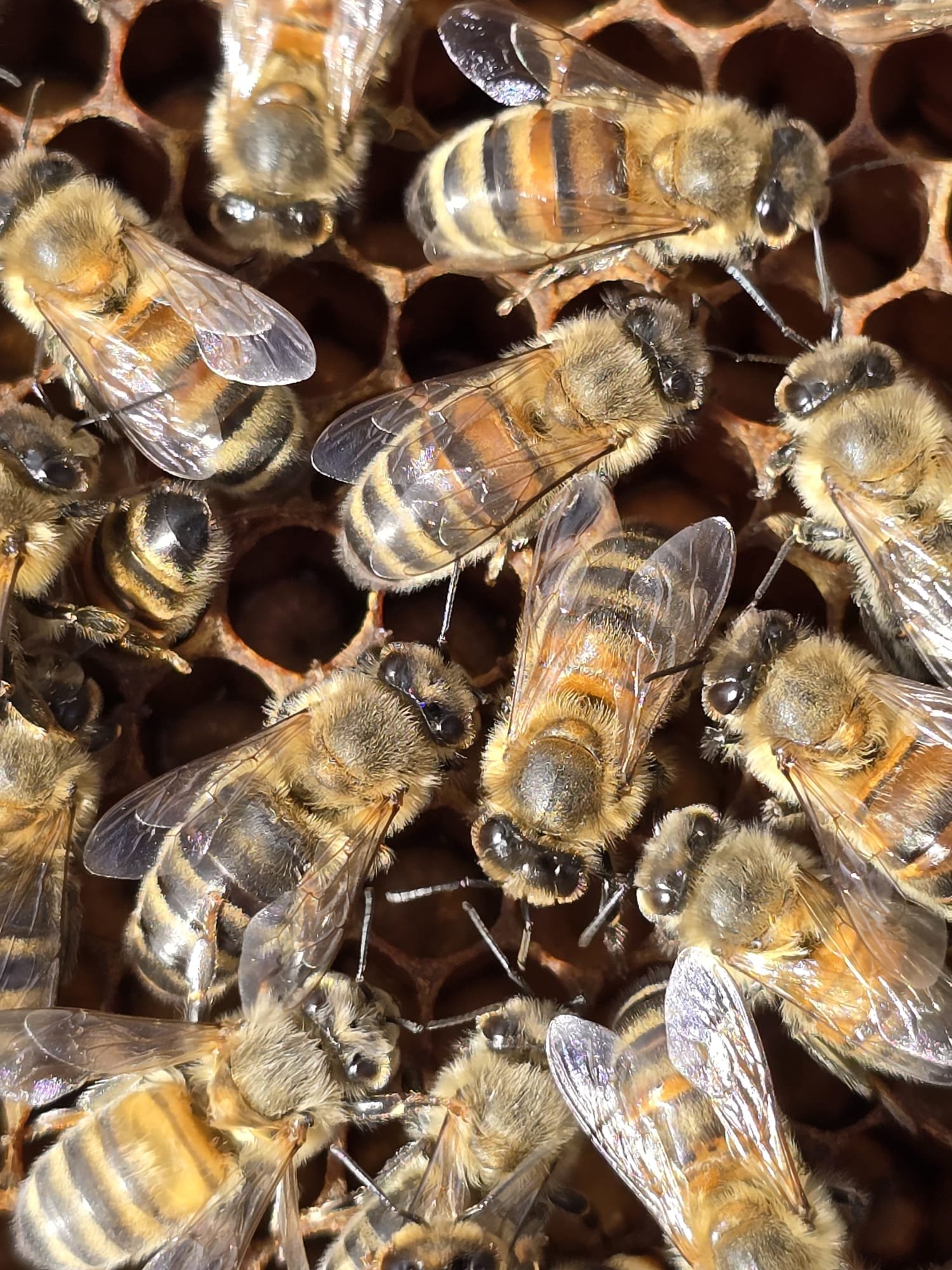 Natuurlijk gebouwde bijenraat bij Imkerij Kool