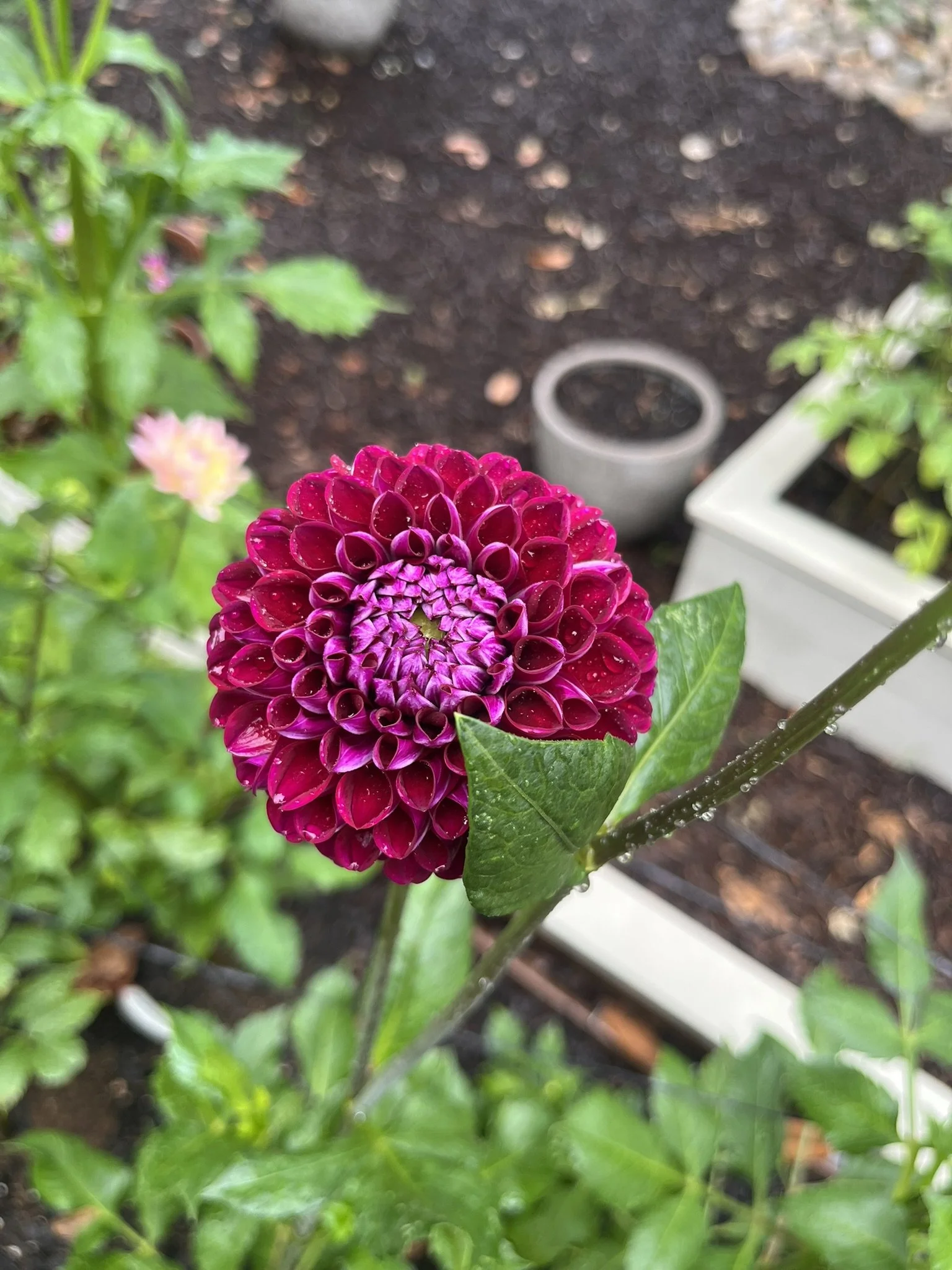 Seasonal Blooms