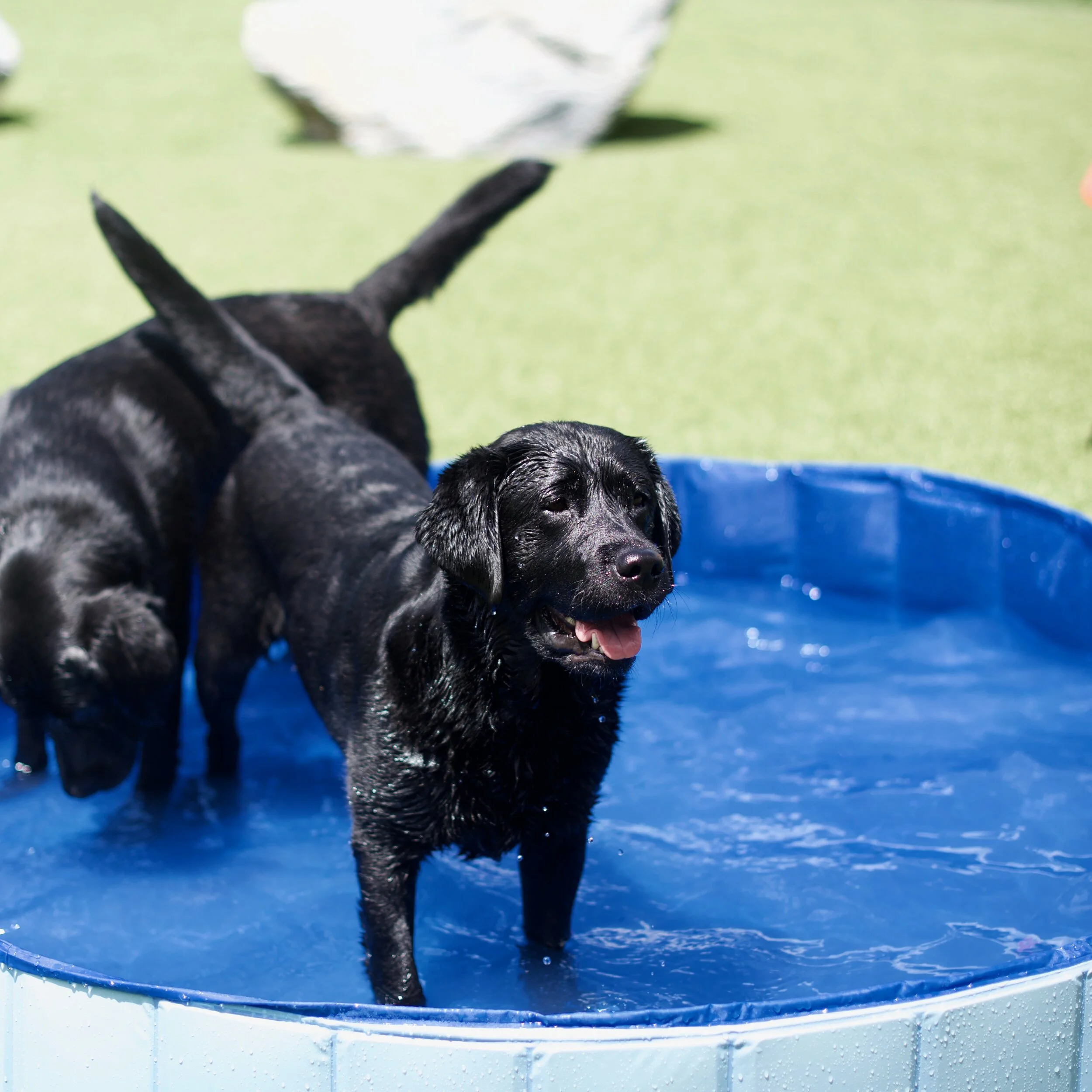 Enrichment at Homestead Hound