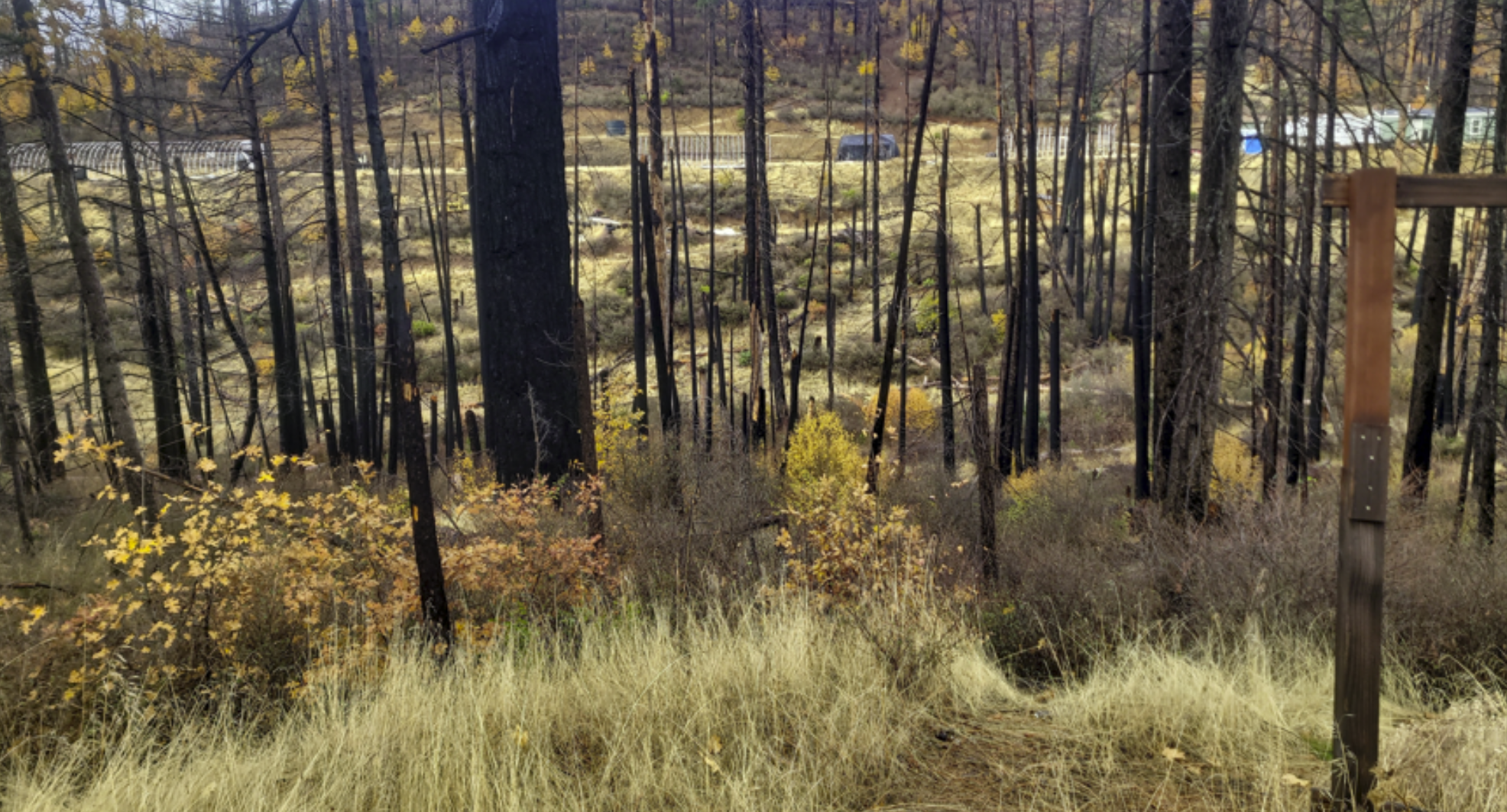 Burned forest area from the Post Mountain Fire