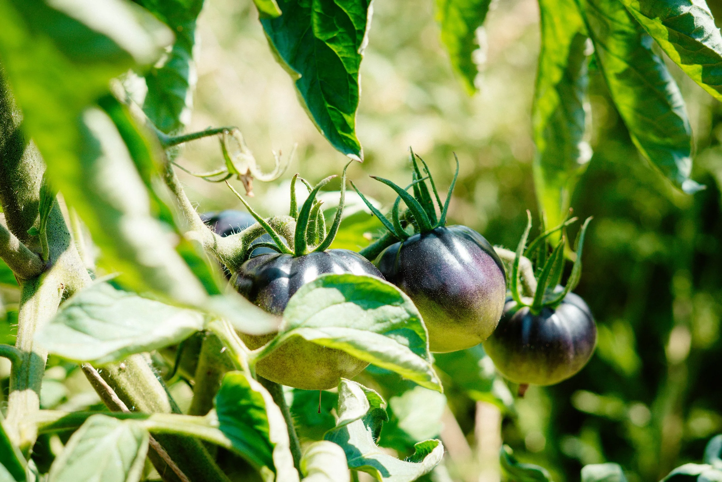 Eat Local NWA