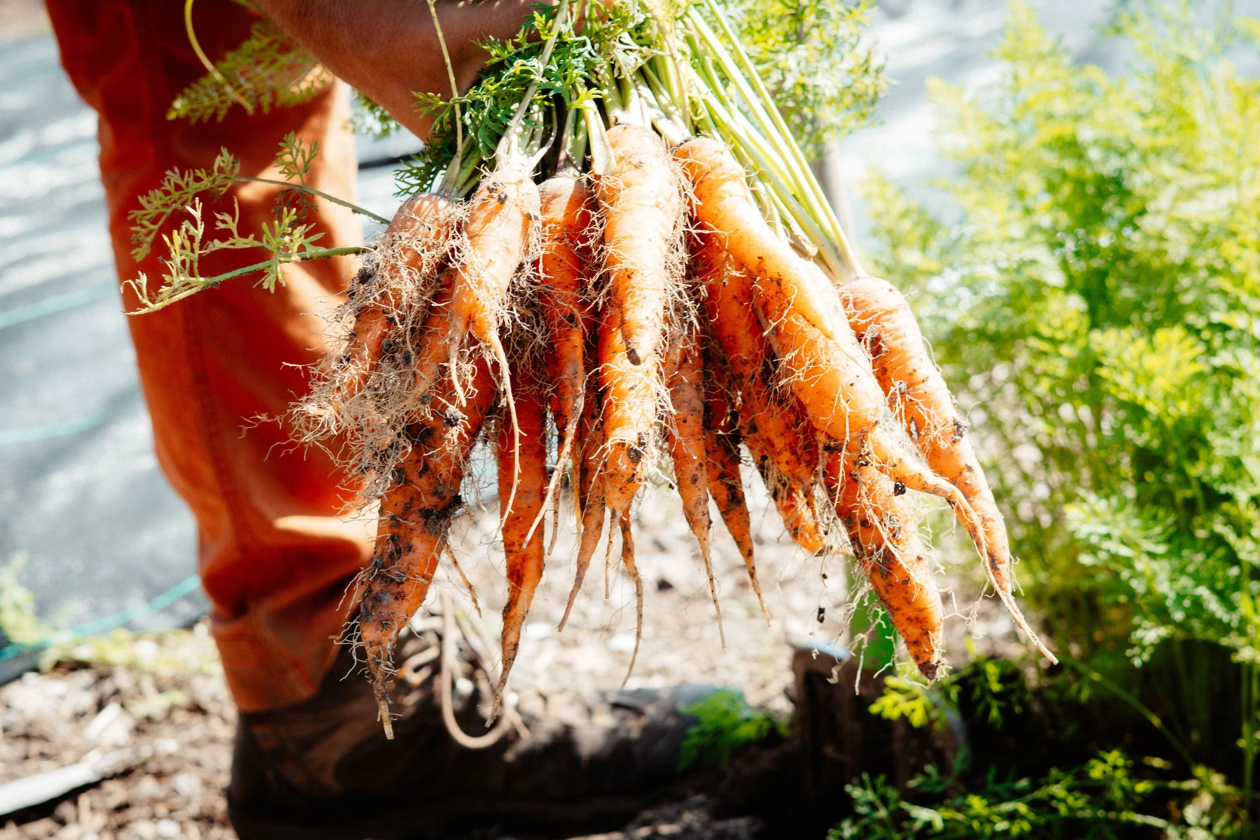 Freshly harvested local carrots