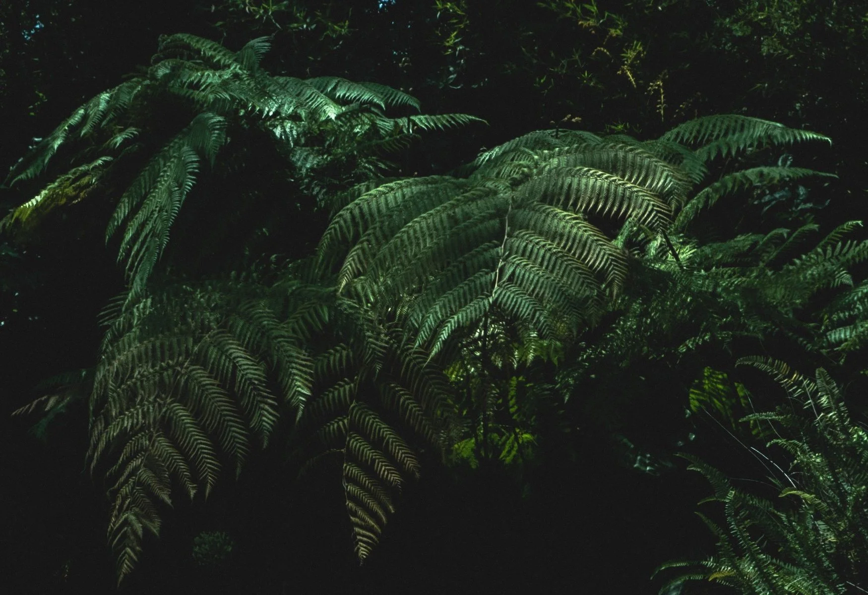 Vitral del Lago, estudio botánico