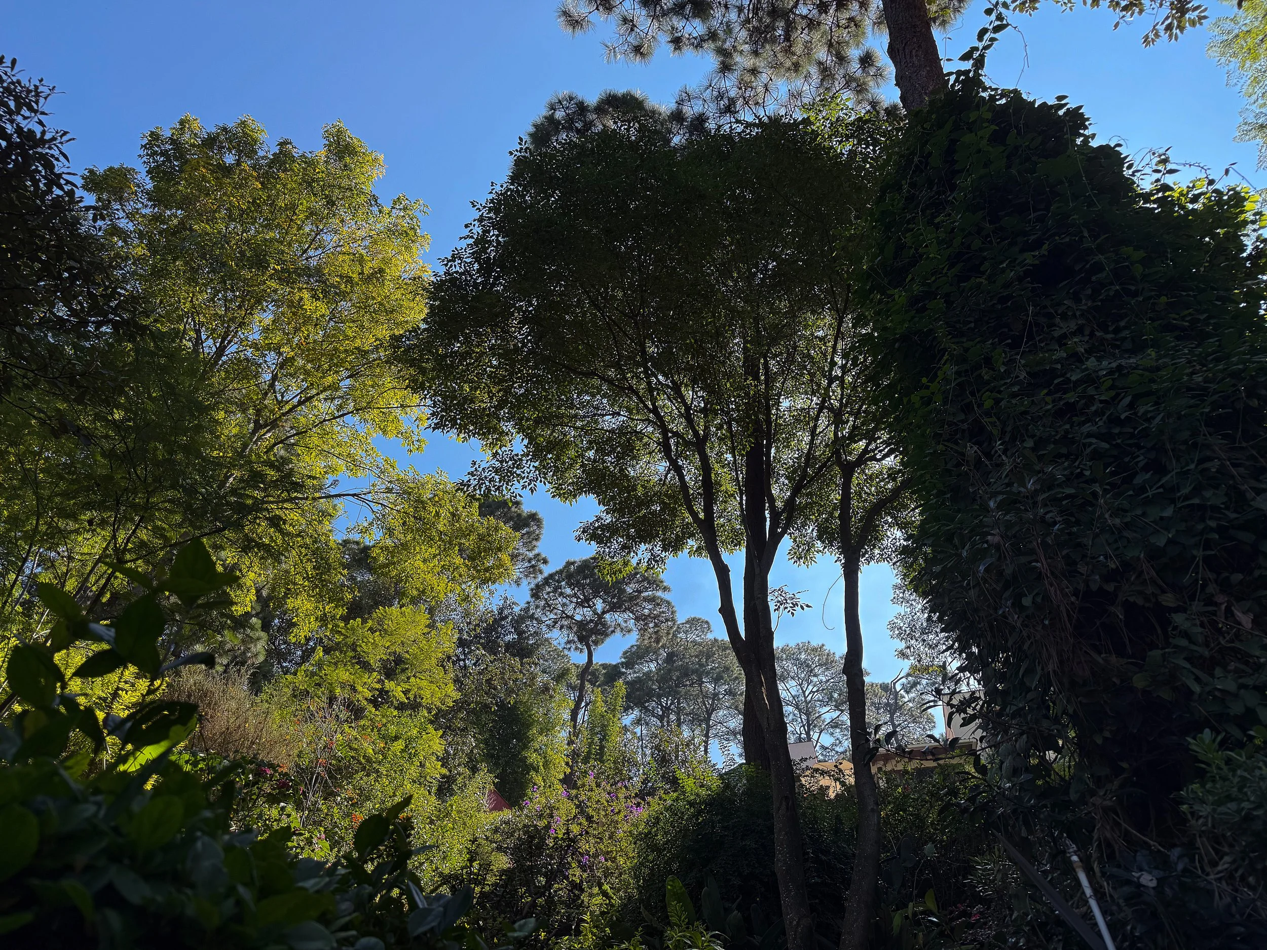 Monte Alto, elemento de agua