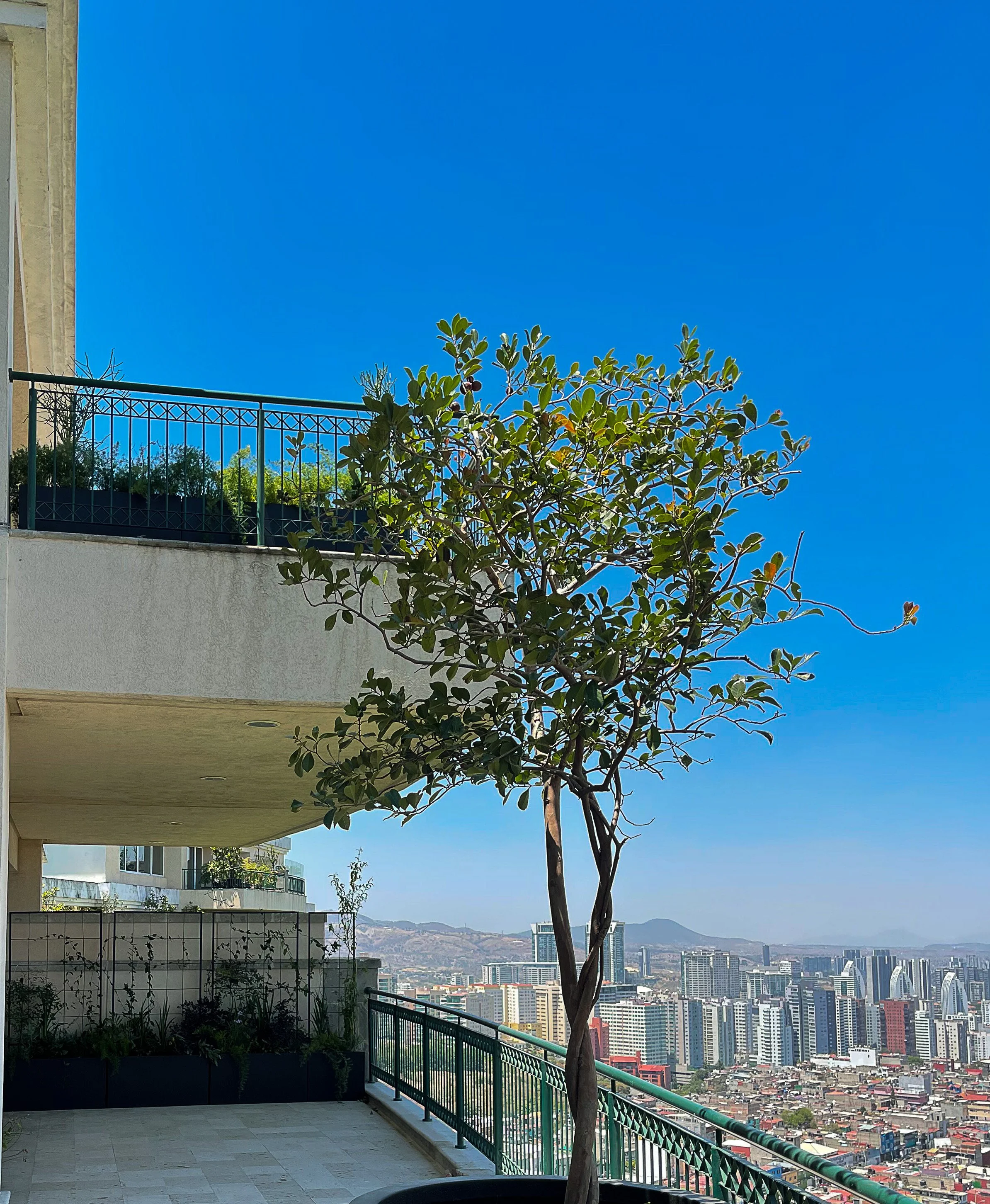 La Galería — árbol e intervención vegetal
